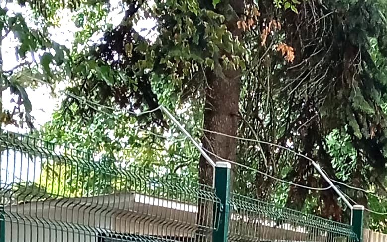 Gehege und alte Bäume im Vogelpark Viernheim